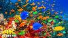 4k Stunning Underwater Wonders Of The Red Sea Relaxing Music Coral Reefs U0026 Colorful Sea Life
